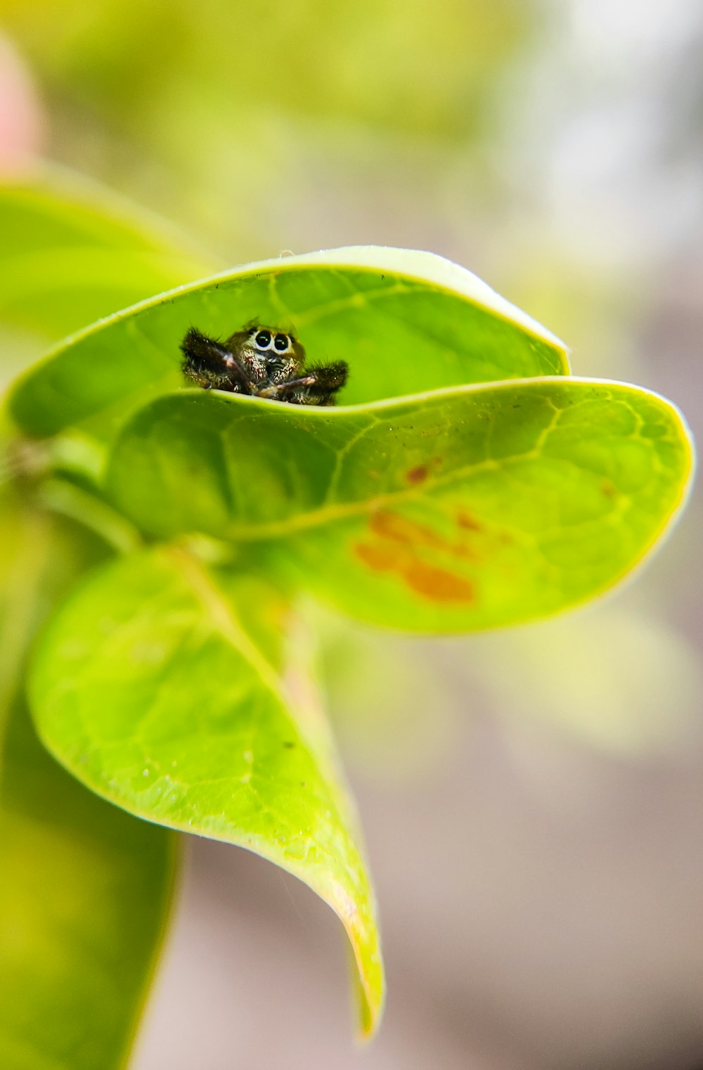 a small insect sitting on top of a green leaf