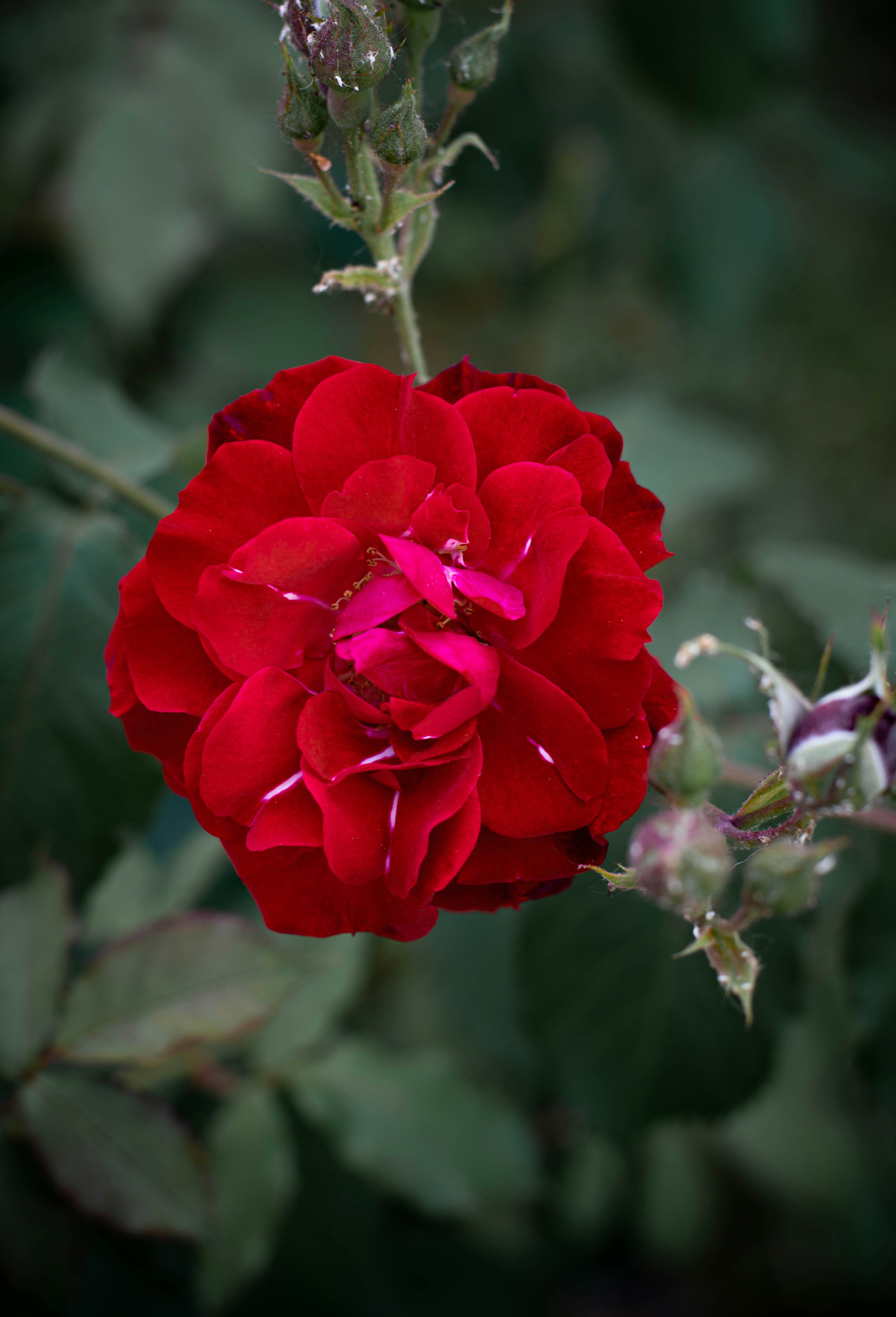 a red flower with green leaves in the background