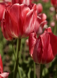 a close up of a bunch of red flowers