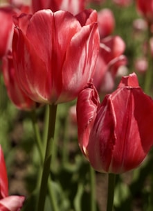 a close up of a bunch of red flowers