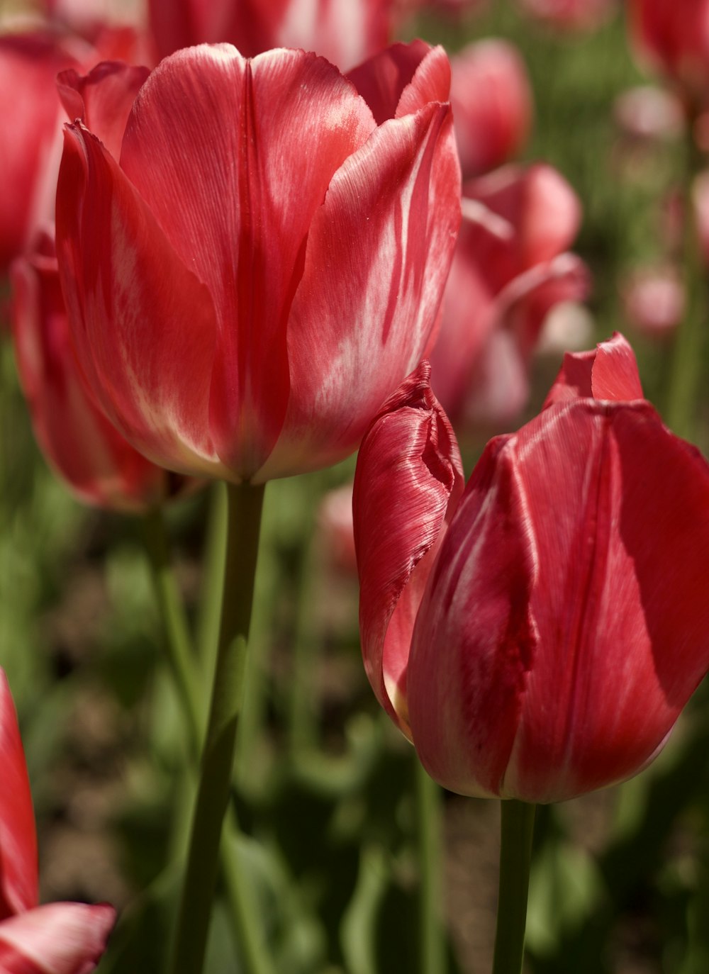 a close up of a bunch of red flowers