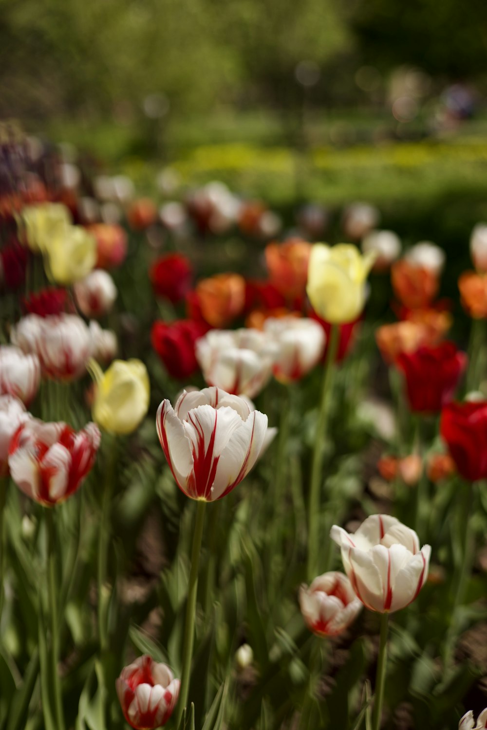ein Feld voller roter und weißer Tulpen