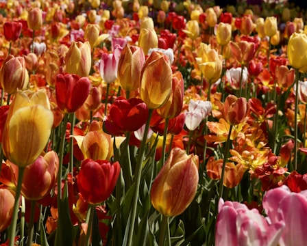 a field full of colorful tulips with a sky background