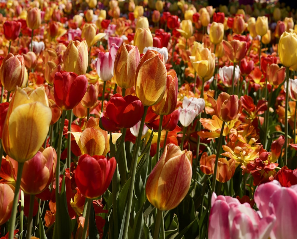 Un campo lleno de tulipanes de colores con un fondo de cielo