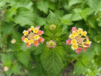 A close-up view of vibrant Lantana flowers with small clusters of yellow, pink, and orange petals. The flowers are surrounded by lush green leaves, creating a harmonious contrast with the colorful blossoms.