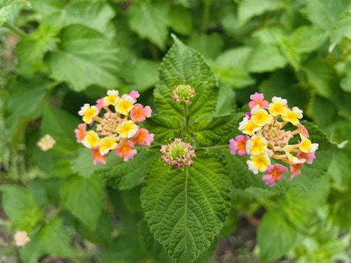 A close-up view of vibrant Lantana flowers with small clusters of yellow, pink, and orange petals. The flowers are surrounded by lush green leaves, creating a harmonious contrast with the colorful blossoms.