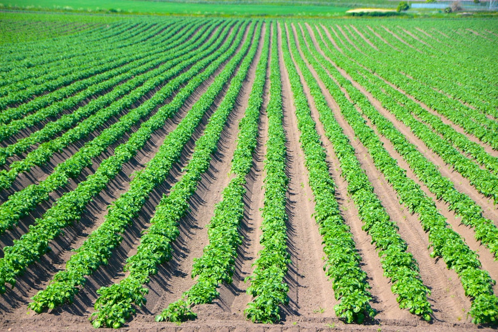 a large field of green plants in the middle of the day