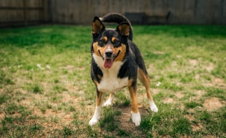 A cheerful dog happily playing fetch in a sunny backyard.