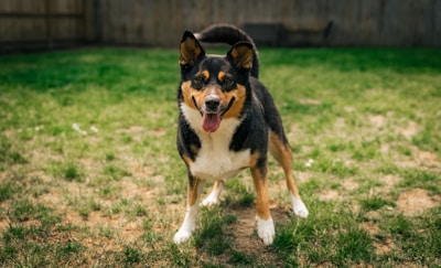 A happy dog playing in a sunny, fenced yard with volunteers.