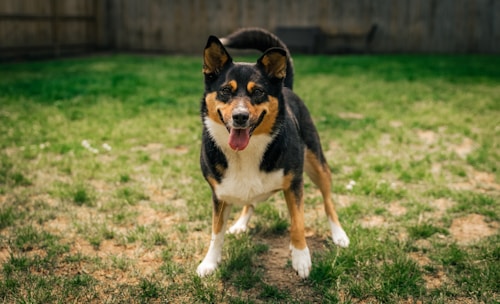 A cheerful dog enjoying a playful moment during a drop-in visit in a sunny backyard.