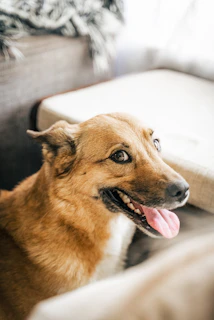 A happy brown dog with a wagging tail sitting in a cozy home environment.