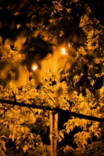 silhouette entourée d’une lumière dorée en forêt, automne therapie on guard respire ressens ose