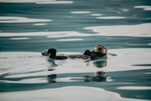 A sea otter floats calmly on its back in a tranquil, reflective body of water. The otter's fur appears wet and somewhat matted, suggesting it is enjoying the water. The water has a serene appearance with soft ripples and gentle reflections of light.
