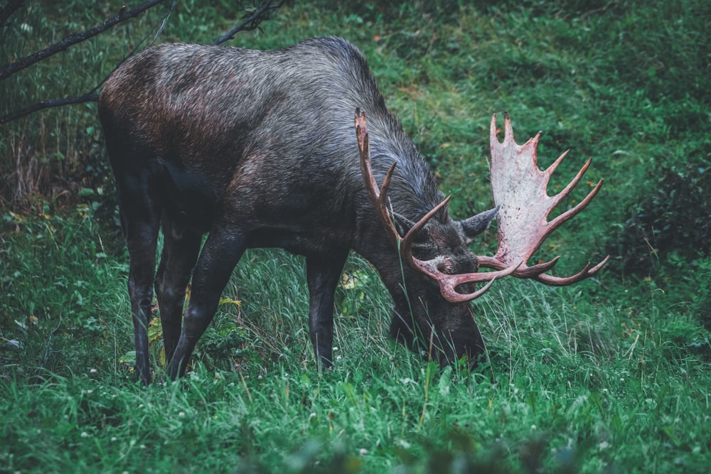 a moose grazing on grass in a forest