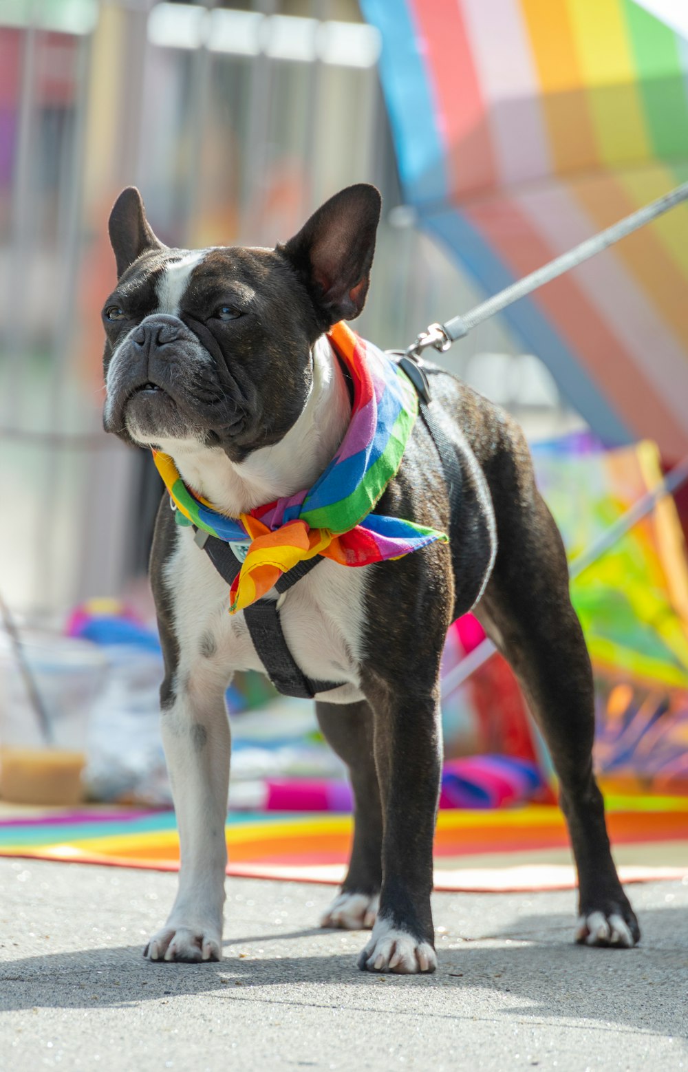 a small dog wearing a colorful collar and leash