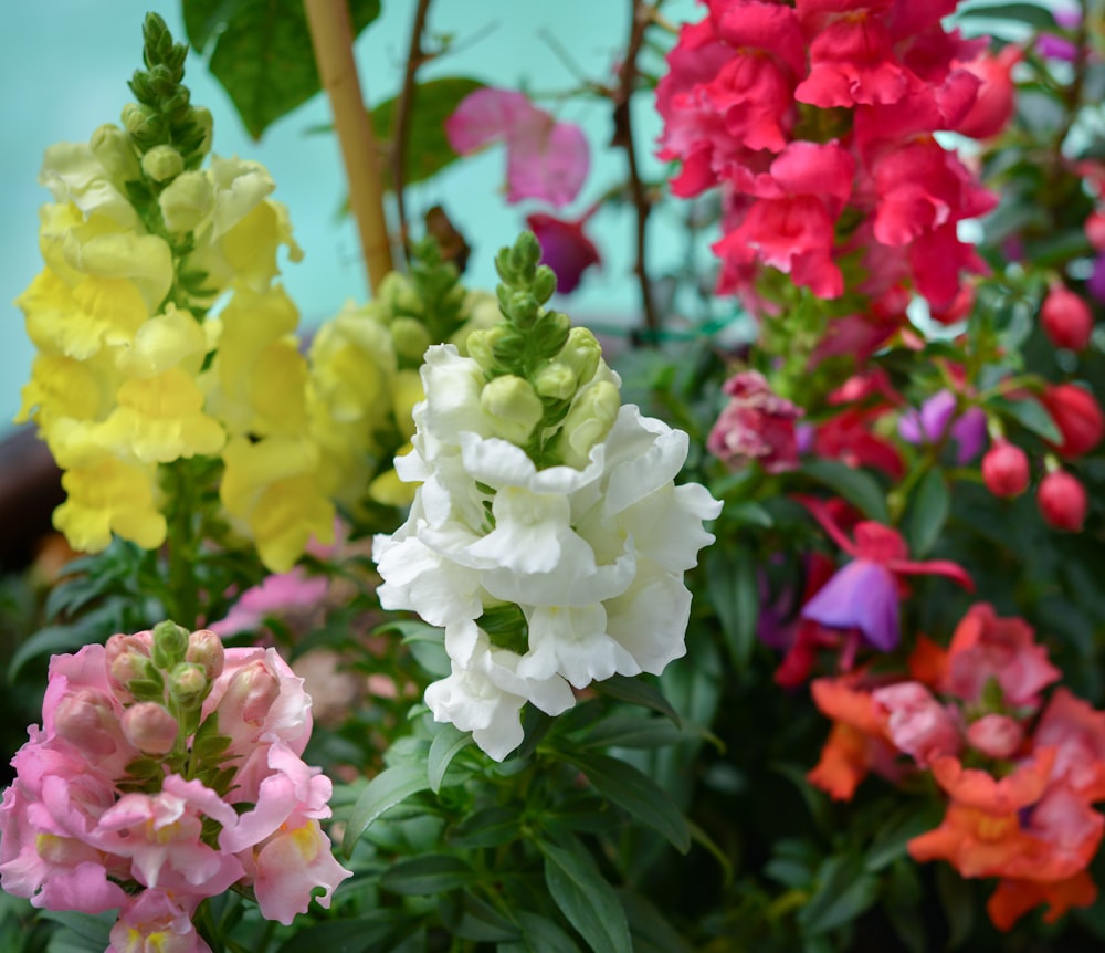 a bunch of flowers that are in a pot