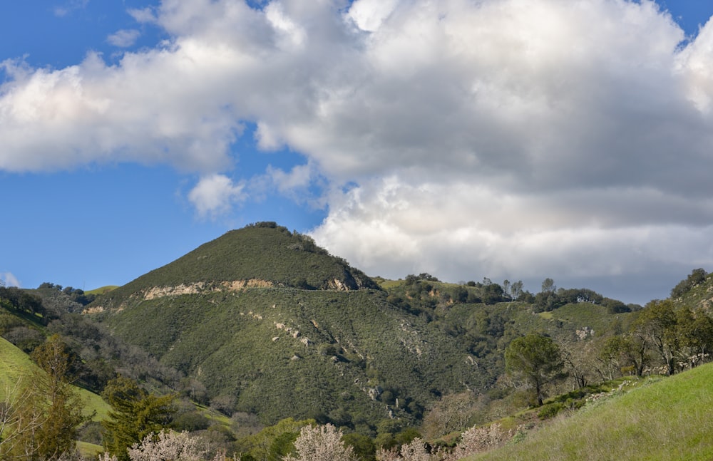 a grassy field with a mountain in the background