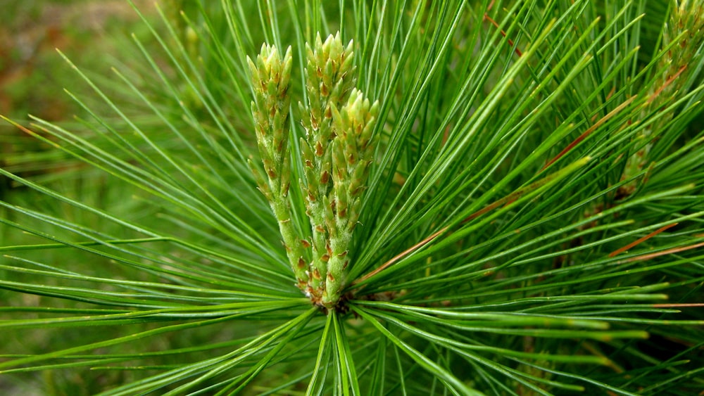 a close up of a pine tree branch