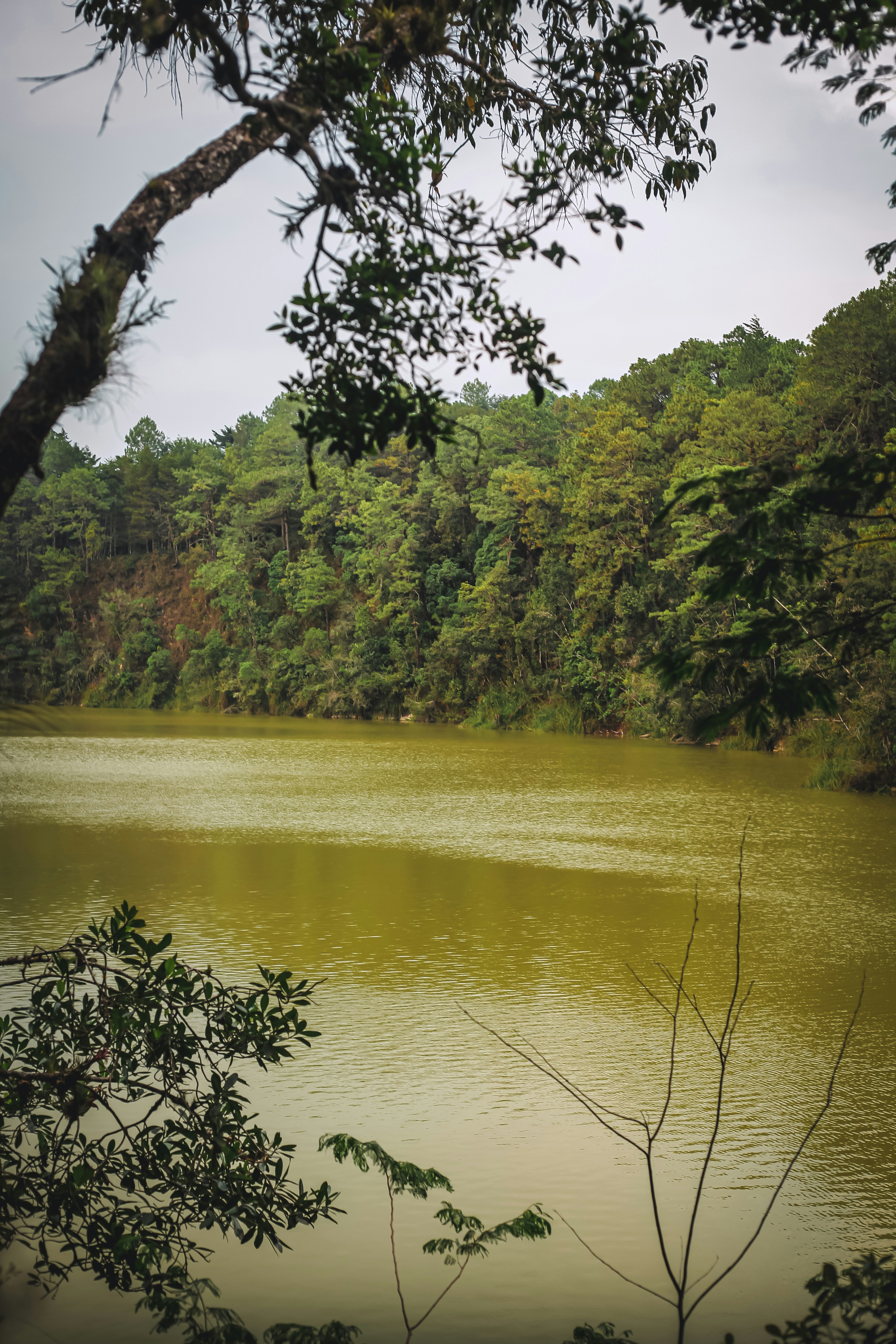 a large body of water surrounded by trees