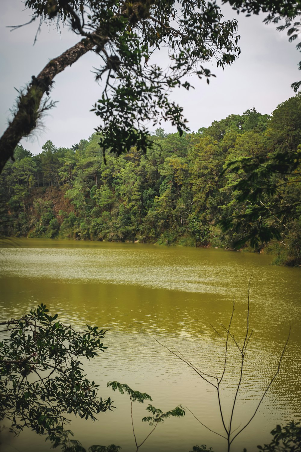 a large body of water surrounded by trees