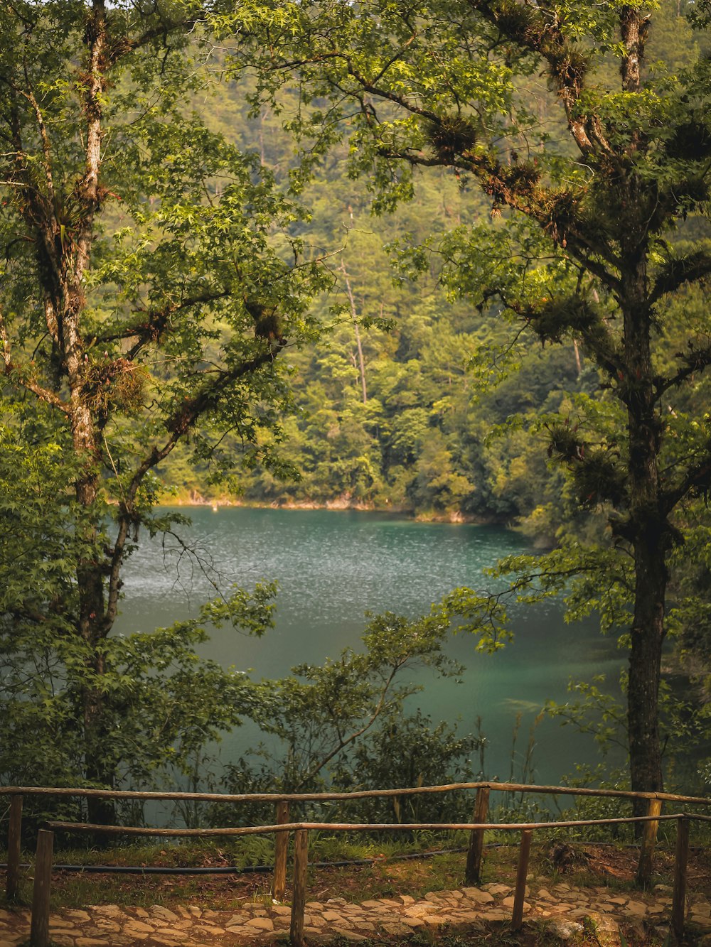 a view of a body of water through trees