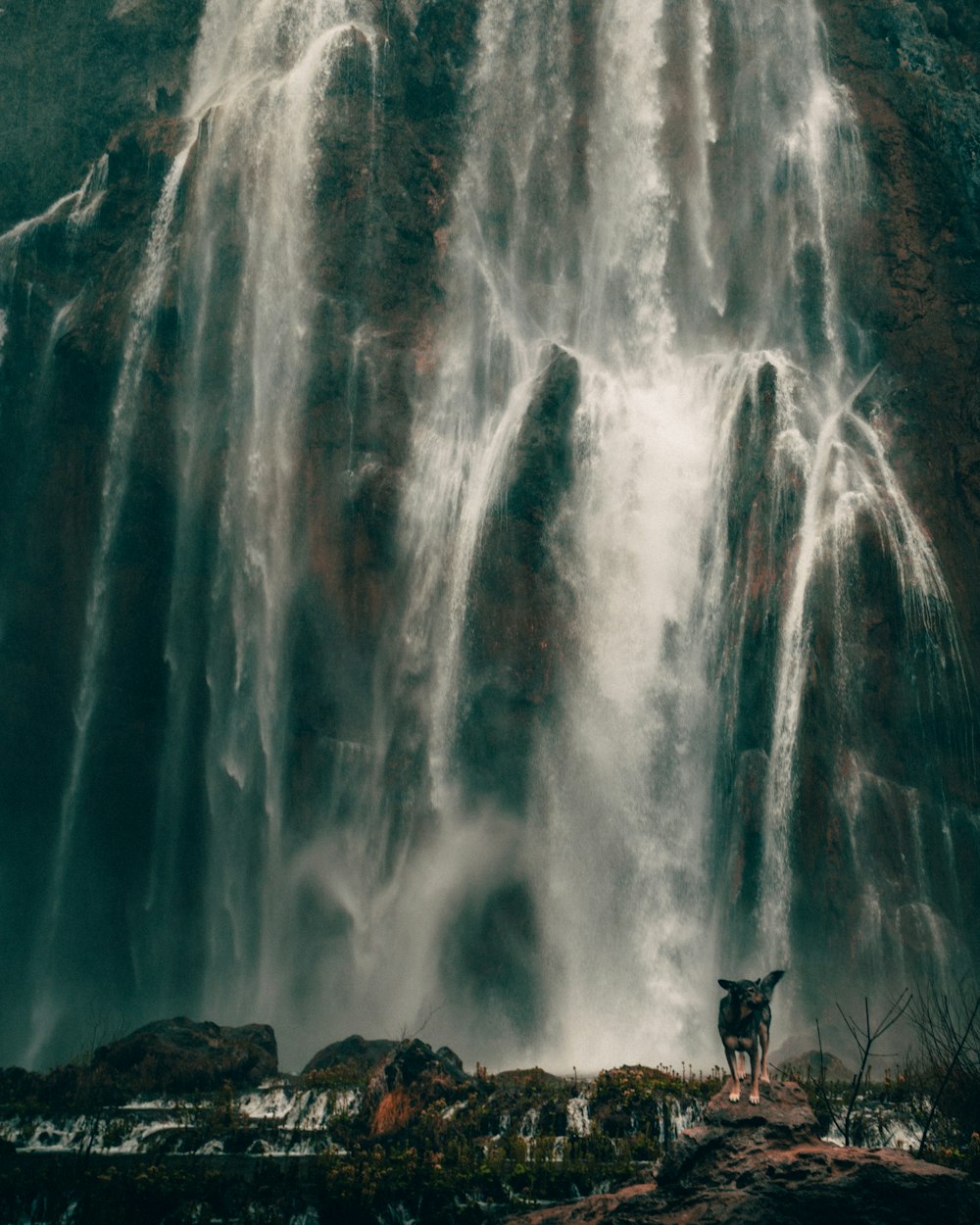 a dog standing in front of a large waterfall