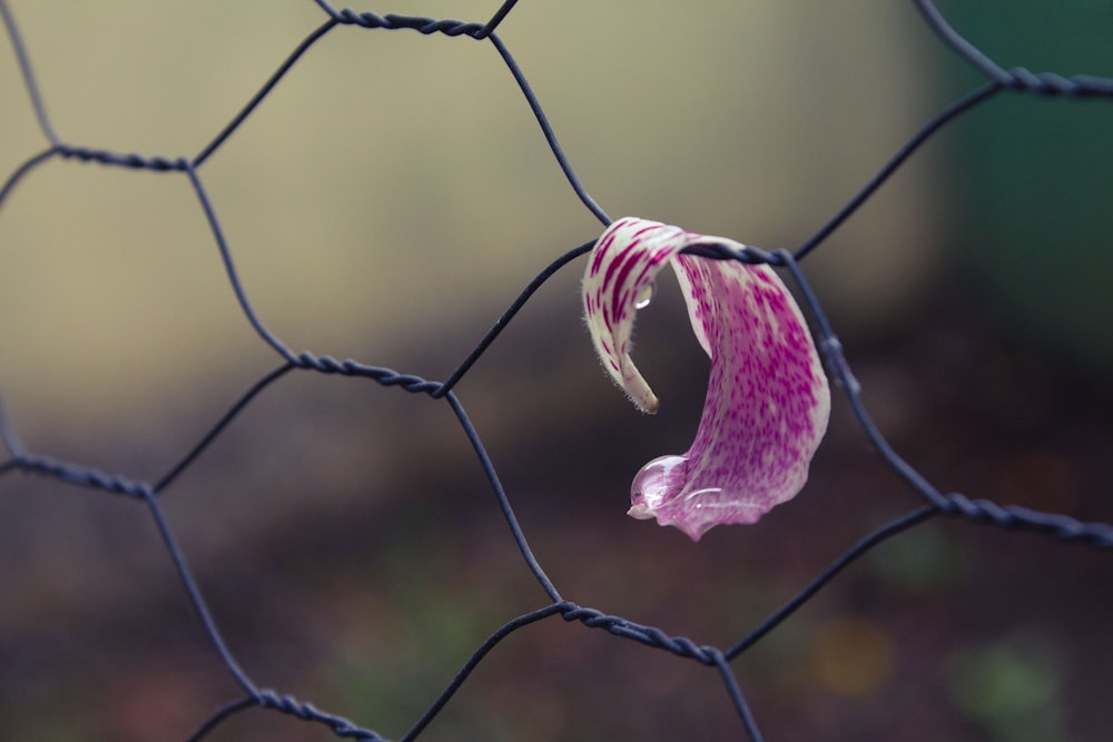 a pink and white flower sticking out of a wire fence