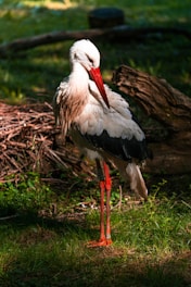 A stork with predominantly white feathers and black wings stands gracefully on a grassy area. Its long, red legs and beak contrast with the natural setting, which includes a background of twigs and logs. Sunlight casts soft shadows on the bird and surrounding foliage, creating a peaceful atmosphere.