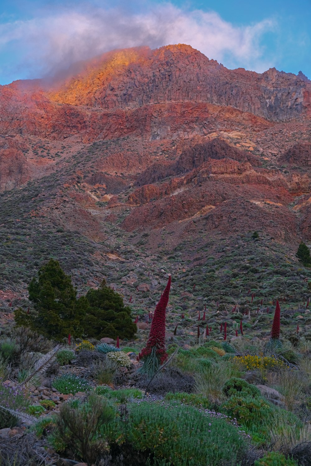 a mountain range with trees and bushes in the foreground