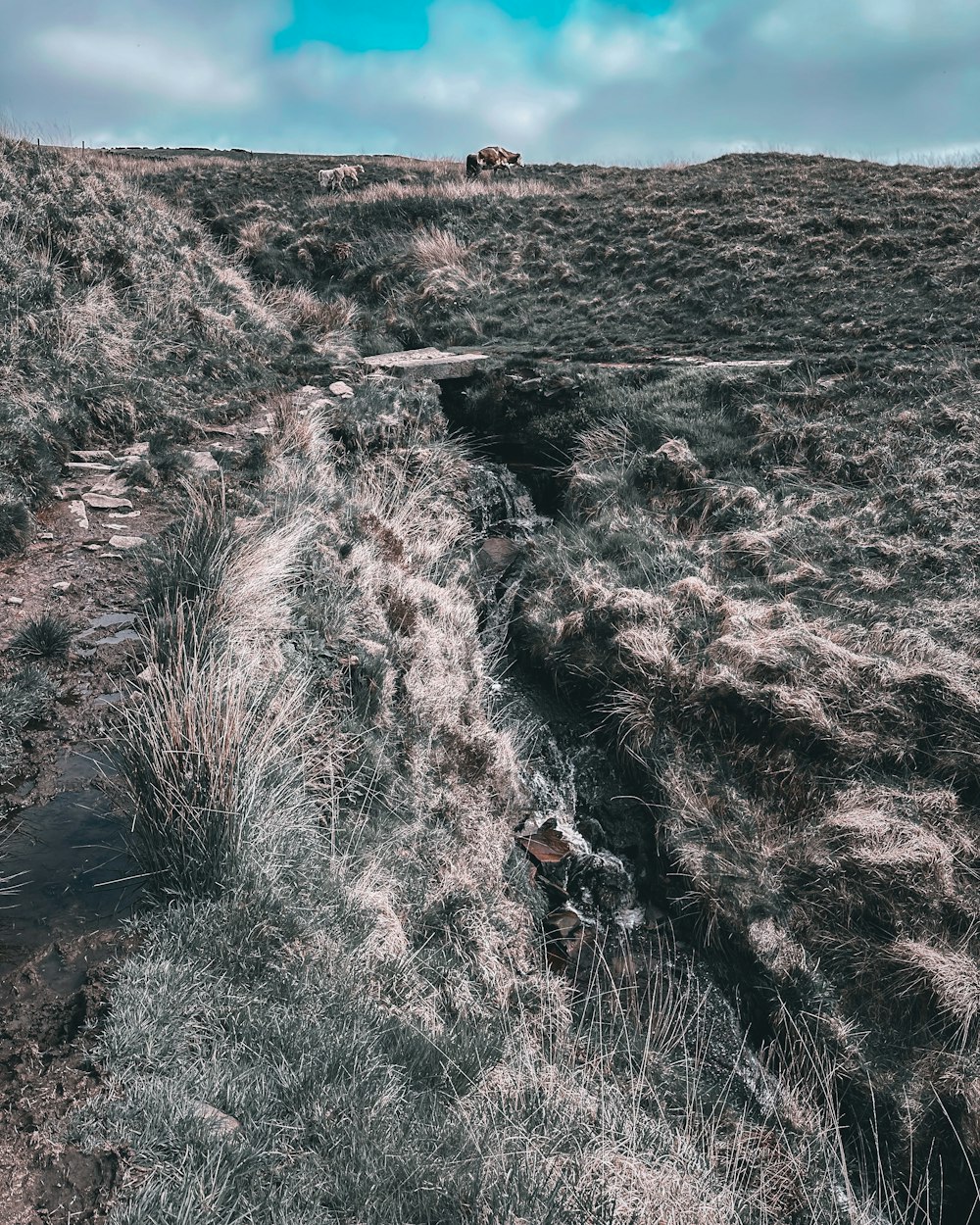 a dirt path in the middle of a field