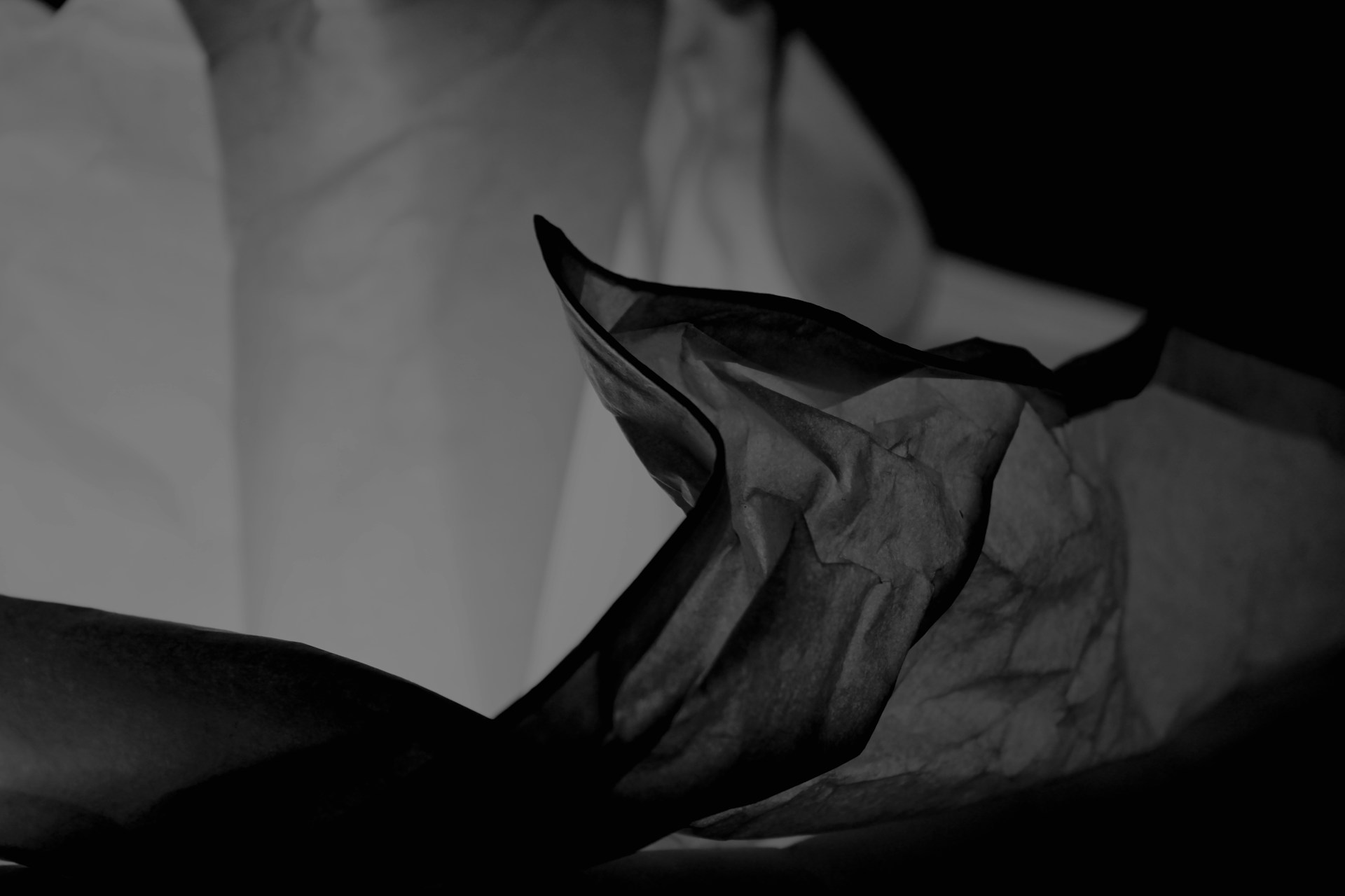 a black and white photo of a flower