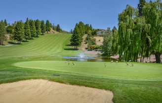 A lush golf course featuring a well-maintained green with a sand bunker in the foreground. A group of geese is walking on the green near a small pond with a fountain. The landscape includes rolling hills covered with neatly trimmed grass and lined with tall pine trees, under a clear blue sky.