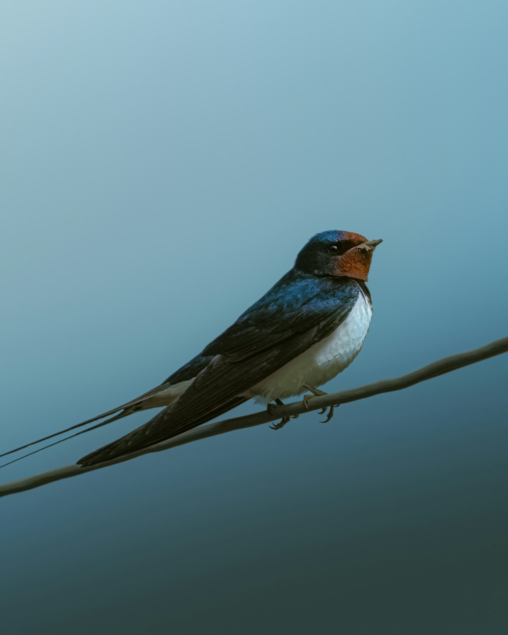 a bird sitting on a wire with a sky background