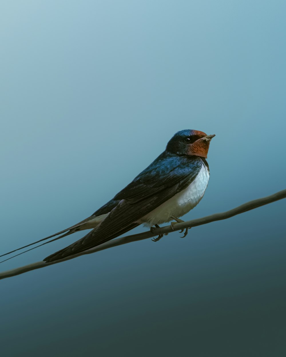 Un oiseau assis sur un fil avec un fond de ciel