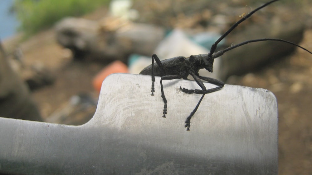 ein Käfer, der auf einem Metallgegenstand sitzt