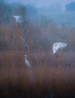 Wide view of a tranquil estuary with herons taking flight against the backdrop of early morning mist.