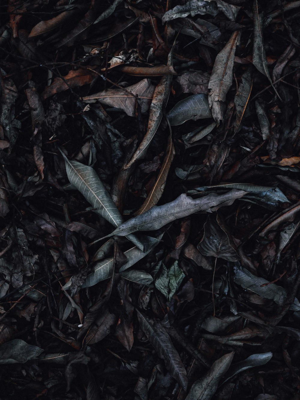 a bunch of leaves that are laying on the ground