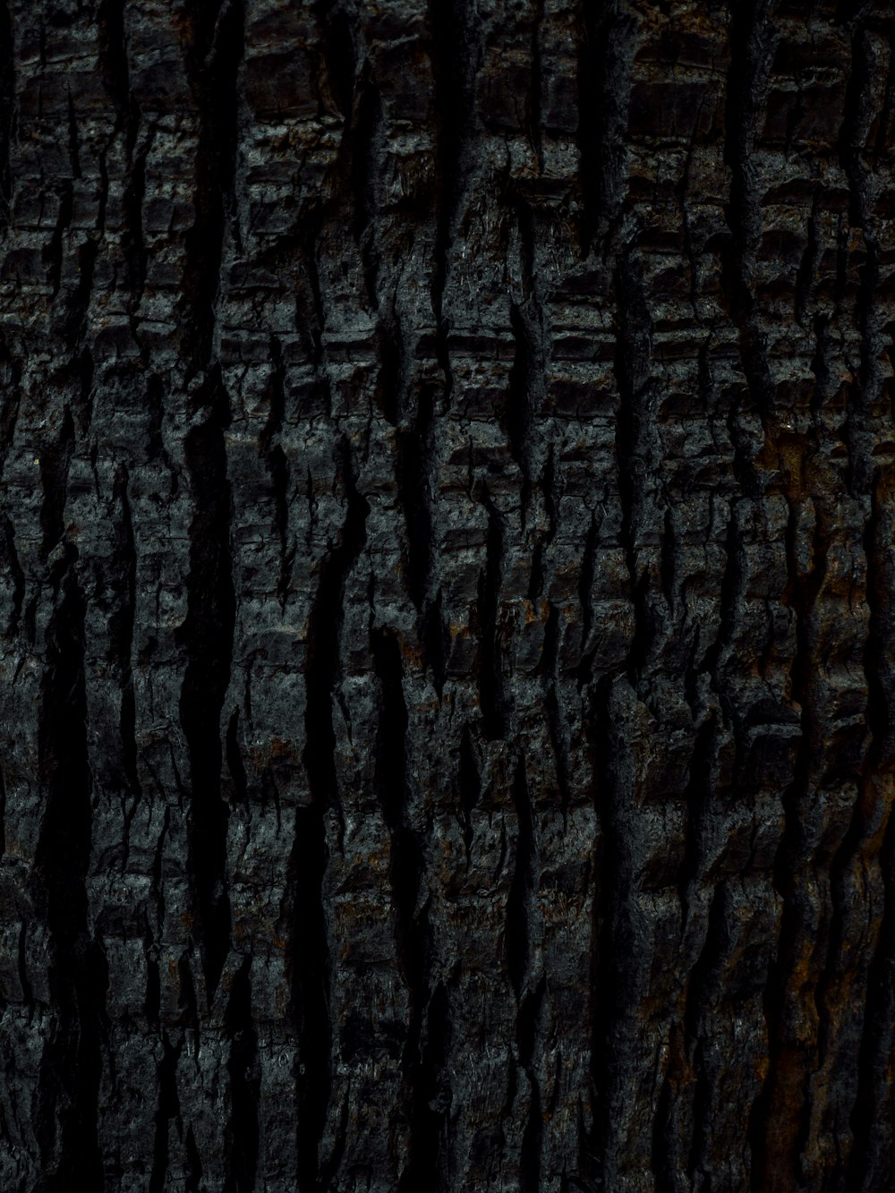 a close up of the bark of a tree