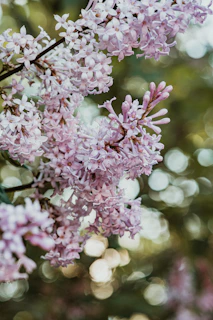 pruning a shrub