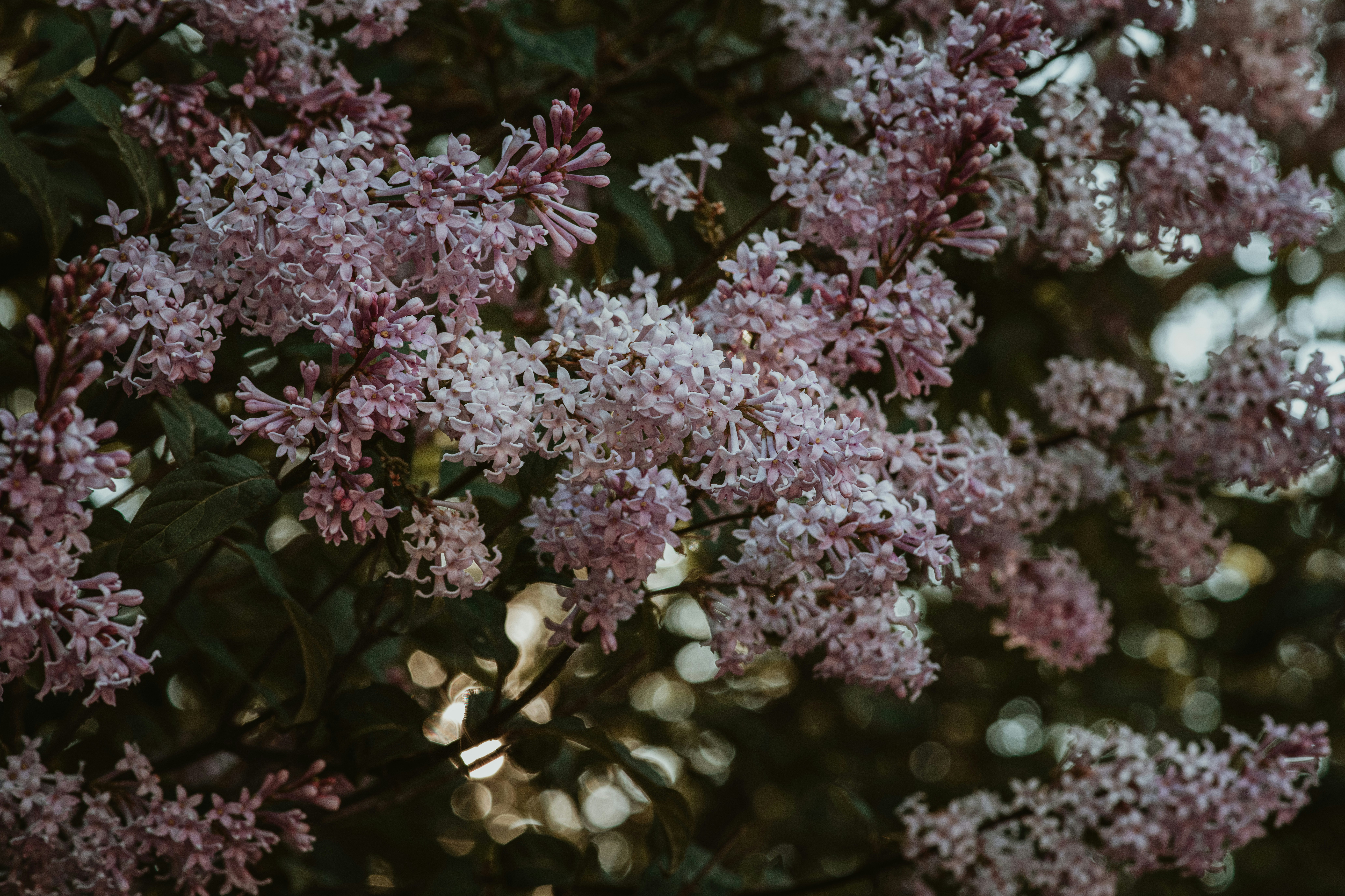 Photo by anitaaustvika