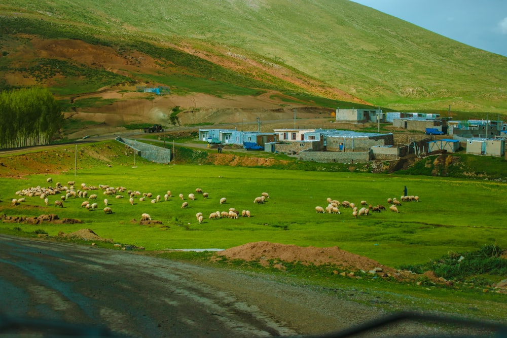 a herd of sheep grazing on a lush green hillside