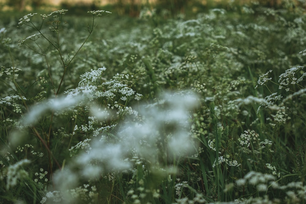 a field full of tall grass and white flowers