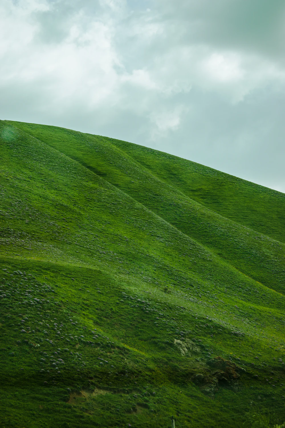 A single tree standing on the crown of a green hill.