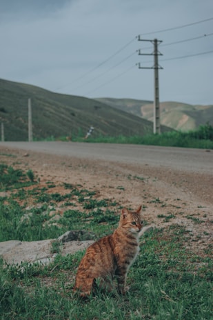 A ginger cat sits on a grassy patch beside a dirt road, with distant hills and a utility pole in the background. The scene conveys a sense of calm and solitude in a rural environment.