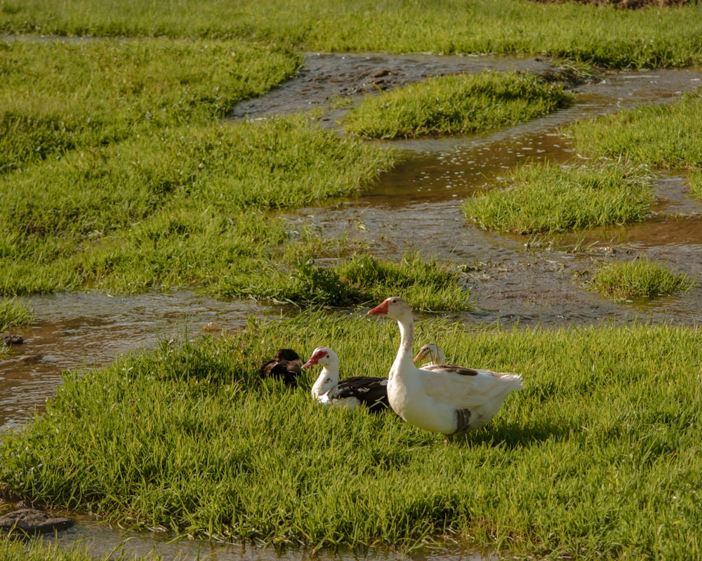 a couple of ducks standing on top of a lush green field