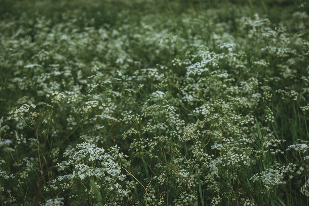 a field full of tall grass with white flowers