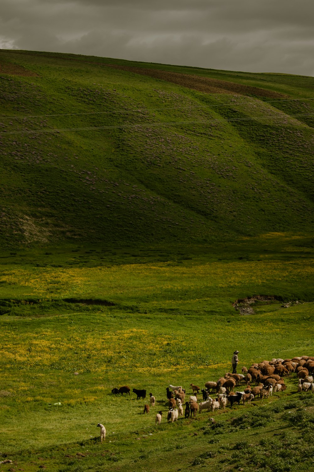 a herd of animals walking across a lush green field