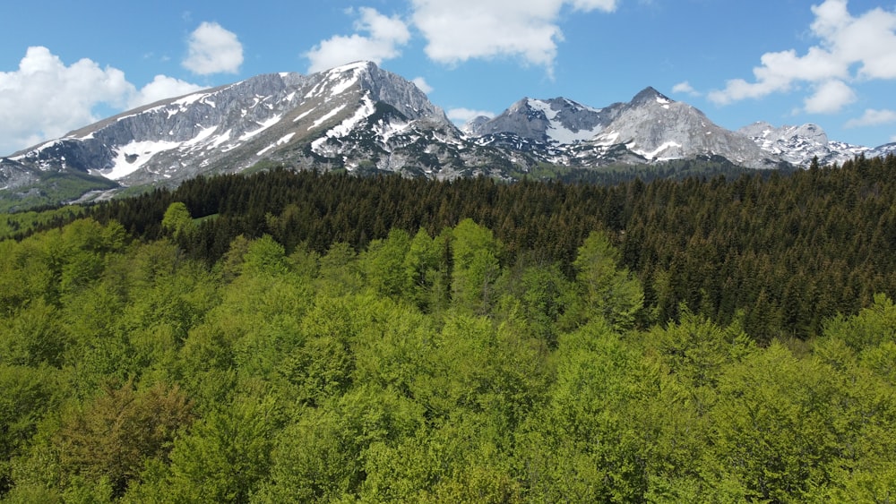 a view of a forest with mountains in the background