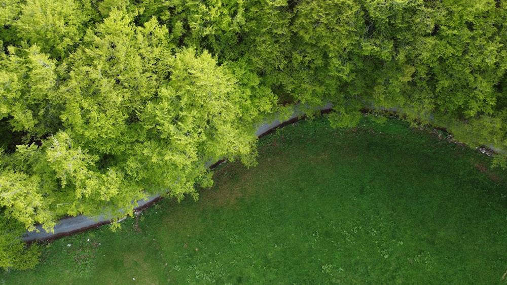 an aerial view of a lush green forest