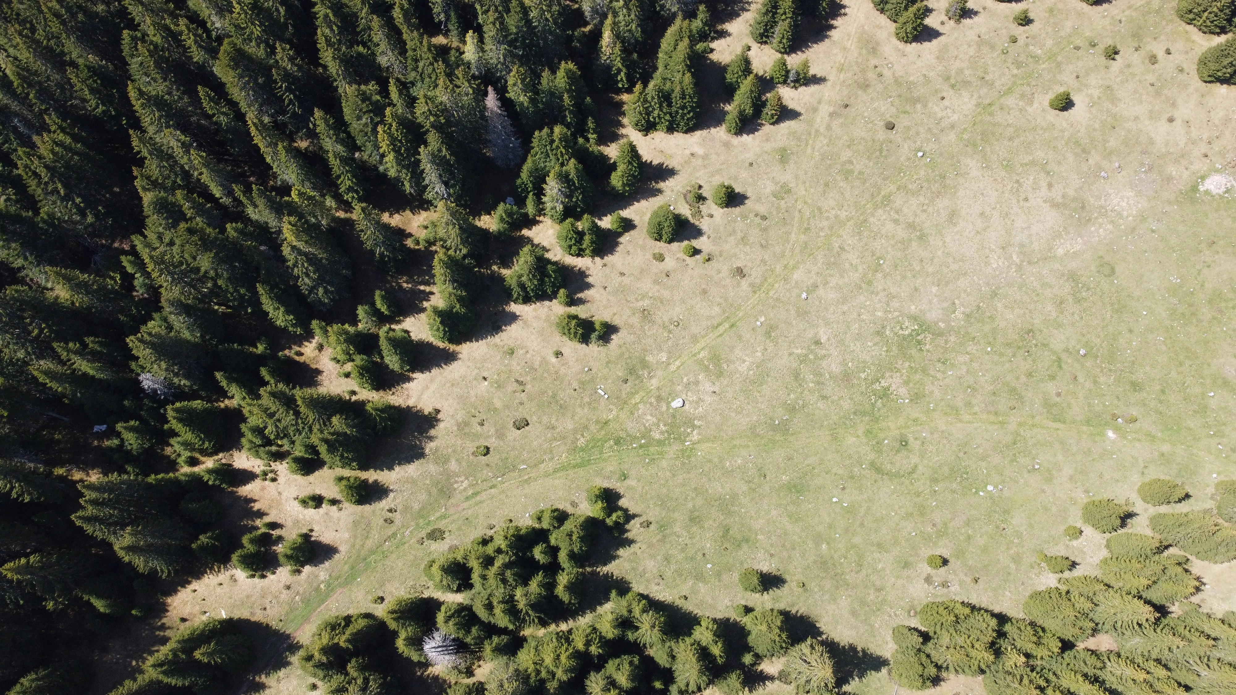 an aerial view of a field with trees